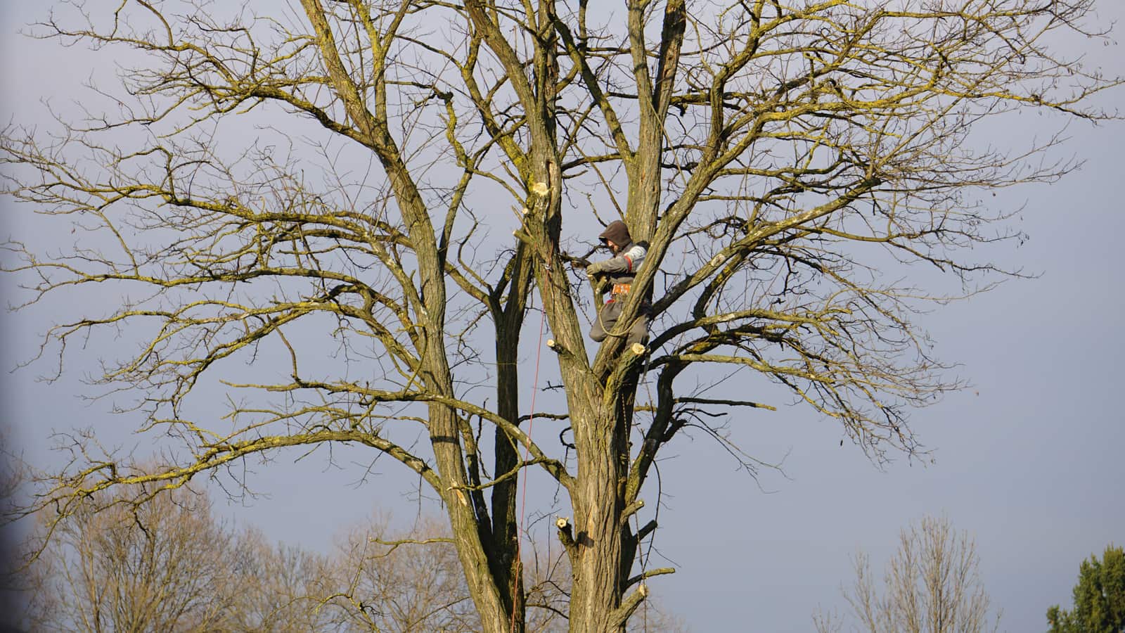 Alpha Tree Service crew on site