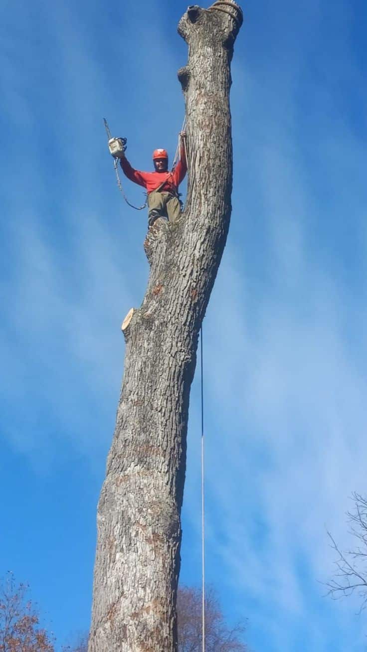 The Alpha Tree Service team