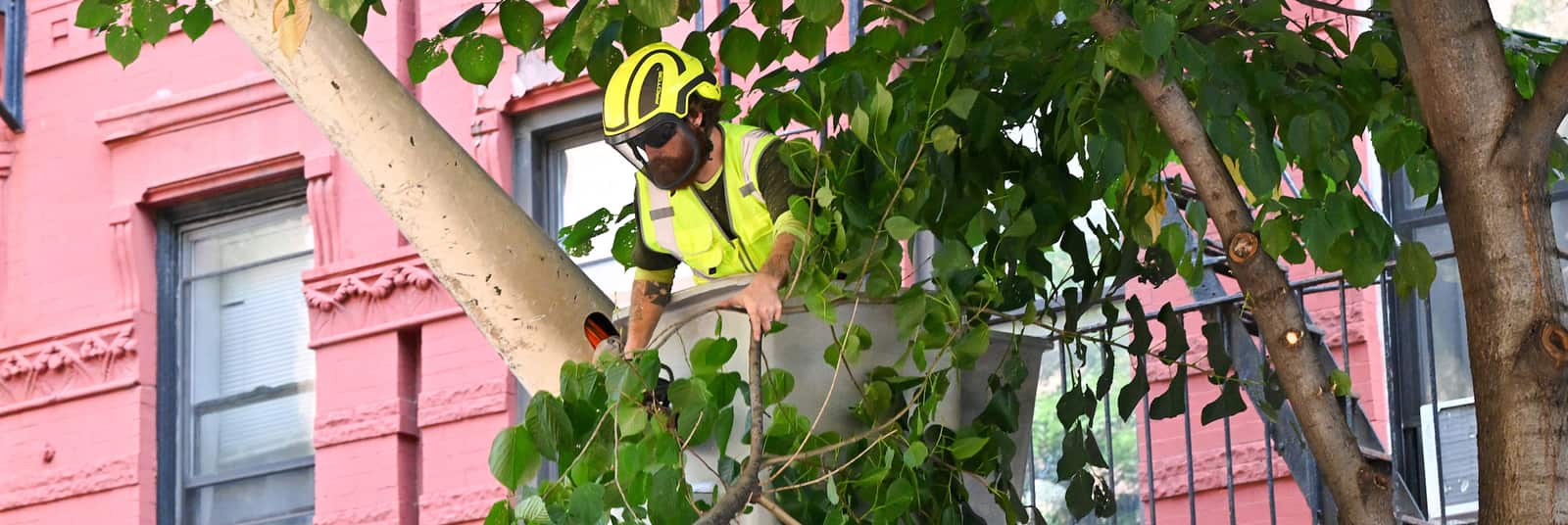 Tree trimming in progress