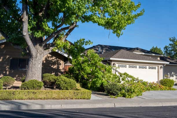 Tree Cutting and Removal