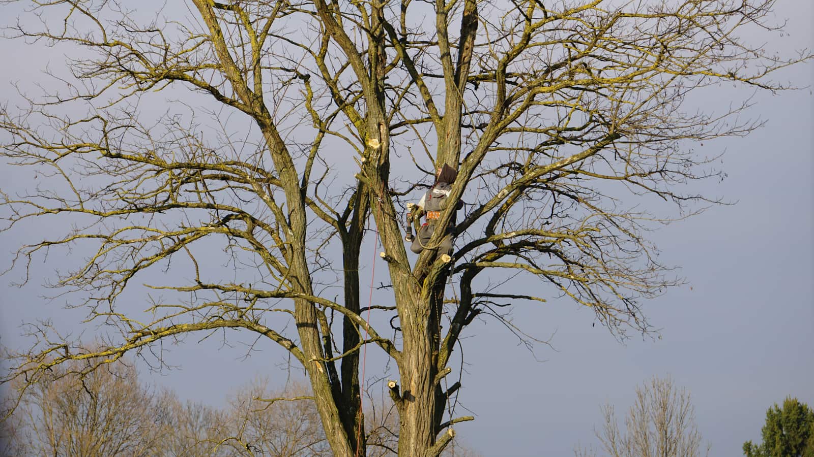 Tree Health and Pruning